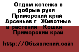 Отдам котенка в добрые руки - Приморский край, Арсеньев г. Животные и растения » Кошки   . Приморский край